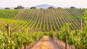 viñedo